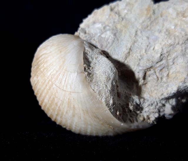 Otostoma retzii (NILSSON 1827) - Bild © FossNet FossilienStore